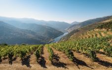 为什么河流是伟大的葡萄酒产区