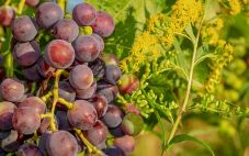 走出纳帕:为什么加州是葡萄栽培的完美之地