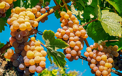 浅谈葡萄树龄与葡萄酒的关系是怎么样的呢？