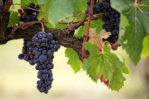 根据科学研究，紧张的葡萄藤会让饮酒者更快乐