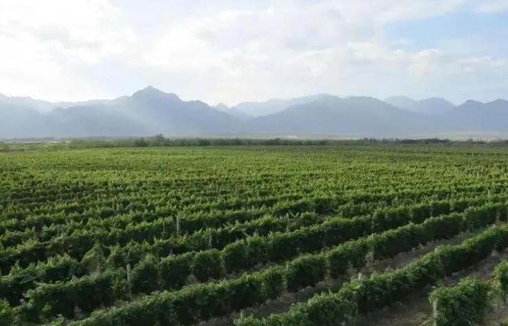 中国葡萄酒再添一笔 宁夏产区葡萄种植面积达到58万亩出产高达1亿瓶