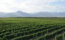 中国葡萄酒再添一笔 宁夏产区葡萄种植面积达到58万亩出产高达1亿瓶