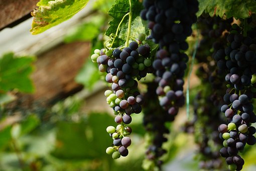 新西兰葡萄酒产区我们了解多少呢？