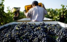 葡萄酒行业进行了2022年全美经济影响研究 美国葡萄酒行业的形式