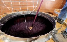 法国葡萄酒产量过剩 预把葡萄酒蒸馏成工业酒精以减少库存