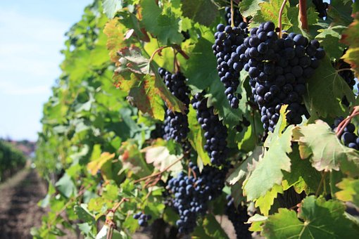 巴罗萨谷葡萄酒产区我们了解多少呢？