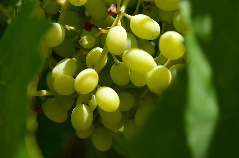 阿内斯是什么颜色的葡萄品种?