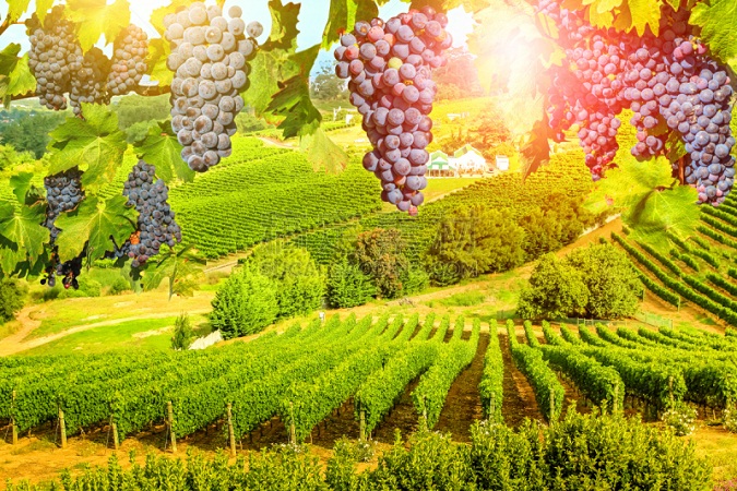 10种桃红葡萄酒的介绍