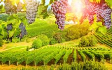10种桃红葡萄酒的介绍