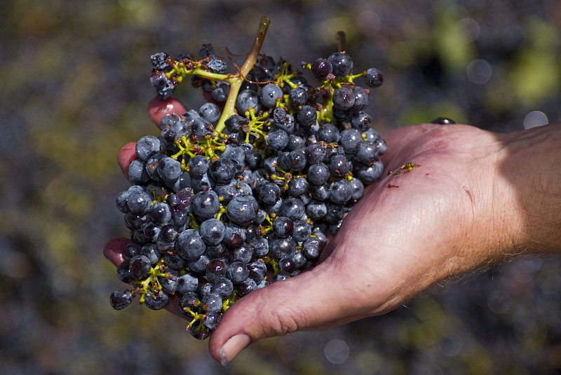 17种意大利葡萄品种介绍