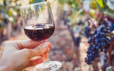 葡萄酒是如何发酵的?
