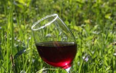 哪种葡萄酒单宁含量最高?你怎么知道?
