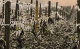 全球葡萄酒产量可能会降至逾60年来的最低水平 竟是恶劣天气的原因