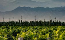2023年宁夏国家葡萄及葡萄酒产业开放发展综合试验区高标准葡萄园为5家