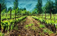 纳帕谷的故事 葡萄酒产业与旅游的胜地
