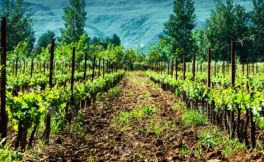 纳帕谷的故事 葡萄酒产业与旅游的胜地