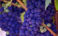 2023年英国“奇迹之年”葡萄丰收 将完成产量超过2000万瓶葡萄酒