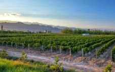宁夏贺兰山东麓产区生产葡萄酒达到1.4亿瓶，综合产值达到400亿元