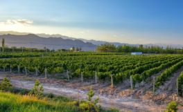宁夏贺兰山东麓产区生产葡萄酒达到1.4亿瓶，综合产值达到400亿元