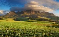 南非葡萄酒的出口量下降了17% 但葡萄酒涨价帮助销售额上涨
