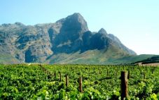 2023年南非葡萄酒出口量下降17%至3.06亿升