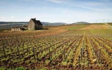 事实证明，2022 年勃艮第葡萄酒是精品葡萄酒市场所需