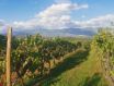 托斯卡纳葡萄园面积达61,000公顷，其中95.7%指定用于生产名称葡萄酒