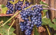 2023年意大利葡萄丰收：5040 万公担葡萄可生产 3800 万百升葡萄酒