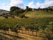 托斯卡纳产区-意大利葡萄酒的支柱，面临挑战市场和气候变化