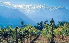 智利：2023年智利葡萄酒出口大幅下降