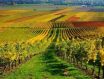 去年意大利葡萄酒出口额和出口量均小幅下降