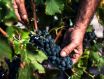 歌海娜（Grenache）世界主流酿酒葡萄品种之一