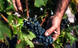 歌海娜（Grenache）世界主流酿酒葡萄品种之一