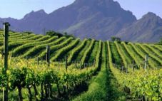 南非葡萄酒开拓国际市场 将参与5月份伦敦葡萄酒博览会