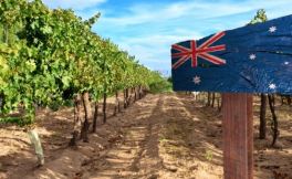 葡萄酒供过于求 迫使澳大利亚种植者毁掉数百万棵葡萄树