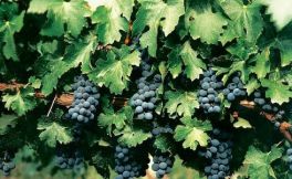 4月17日迎来了阿根廷葡萄酒重要历史时刻—世界马尔贝克日