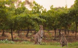 澳大利亚葡萄酒第三大酒厂面临危机 澳洲葡萄酒行业低迷库存仍有20亿瓶