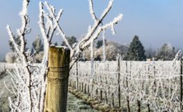 法国葡萄产区正遭受极端天气影响 种植者面临困境