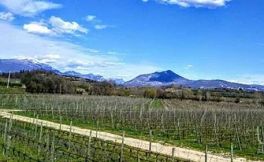 瓦尔波利塞拉的Fidora酒庄庆祝有机葡萄酒酿造50周年